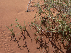 Acanthosicyos horridus