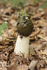 Phallus impudicus