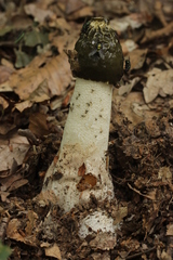 Phallus impudicus