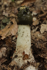 Phallus impudicus