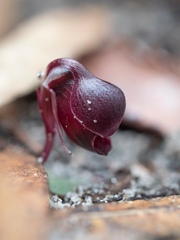 Corybas unguiculatus