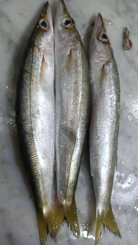 European Barracuda
