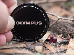 Corybas unguiculatus