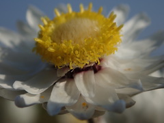 Achyranthemum argenteum