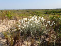 Achyranthemum argenteum