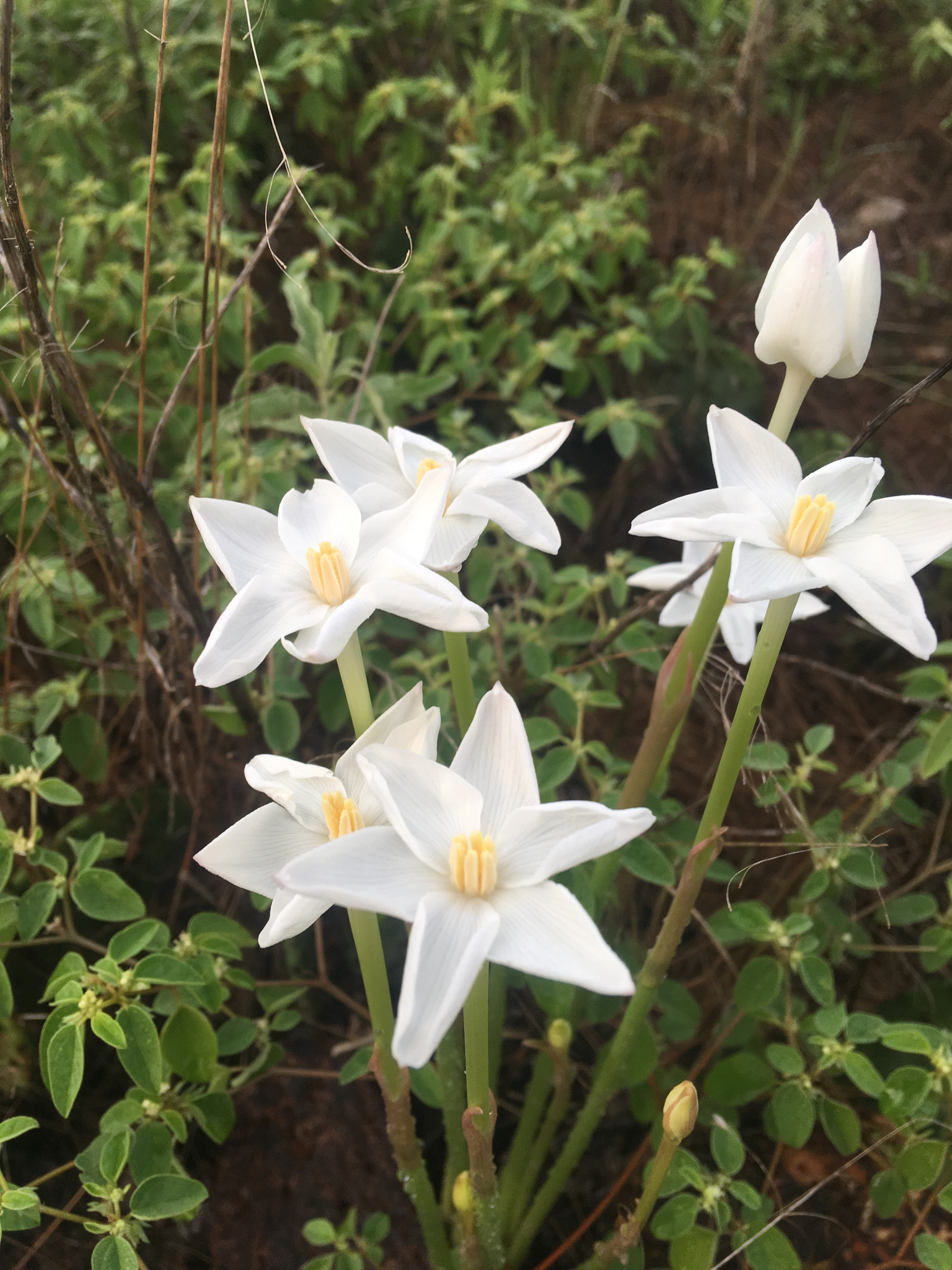 Zephyranthes chlorosolen
