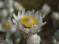 Achyranthemum argenteum