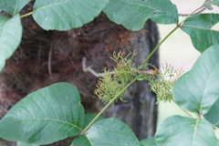 Eriophyes rhoinus