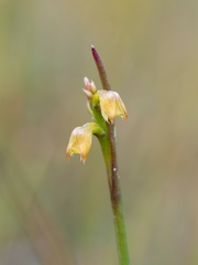 Genoplesium pumilum