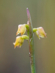 Genoplesium pumilum