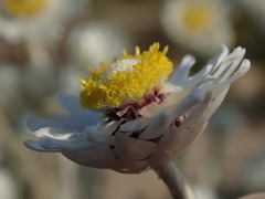 Achyranthemum argenteum