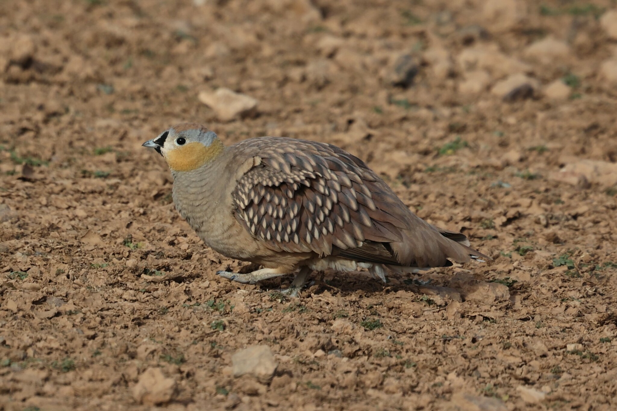 Crowned Sandgrouse (Pterocles coronatus), photo 4