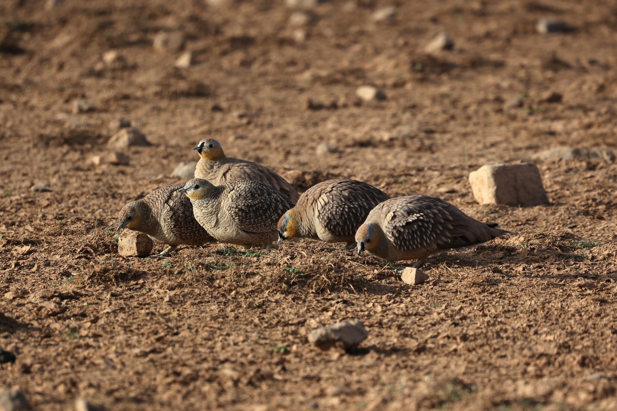 Crowned Sandgrouse (Pterocles coronatus), photo 7