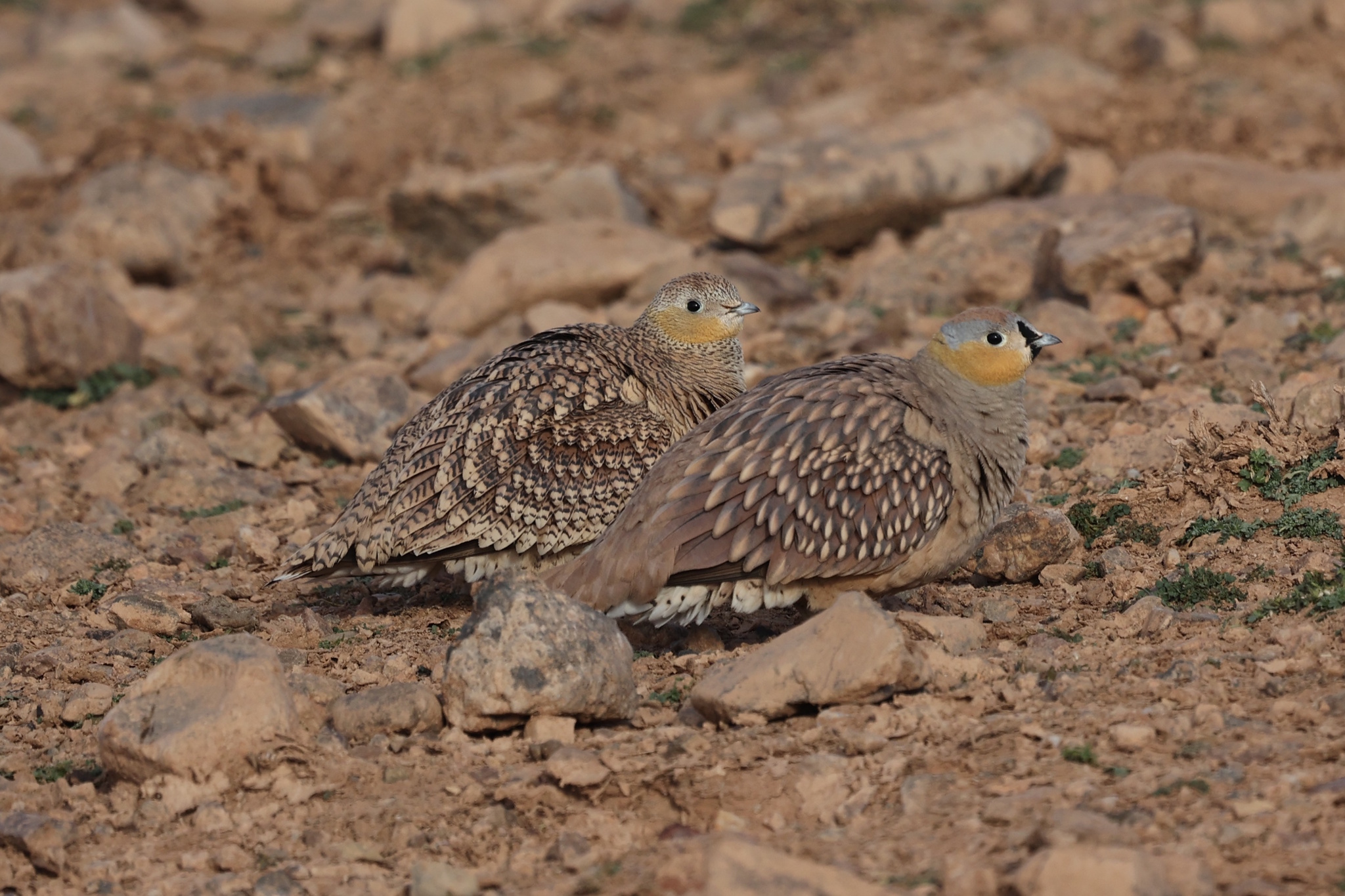 Crowned Sandgrouse (Pterocles coronatus), photo 6