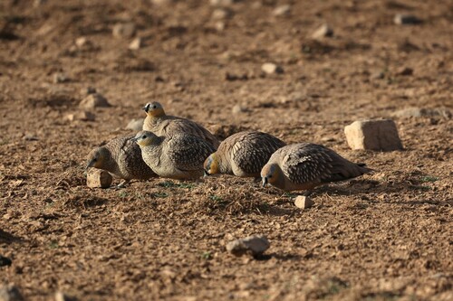 Crowned Sandgrouse (Pterocles coronatus), photo 4