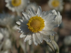 Achyranthemum argenteum
