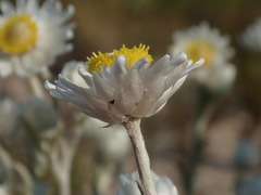 Achyranthemum argenteum