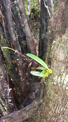 Bulbophyllum erectum