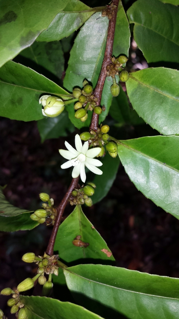 Paropsia