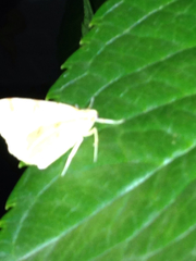 Opisthograptis luteolata