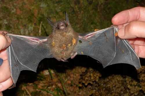 New Zealand Lesser Short-tailed Bat (Mystacina tuberculata) — Near Threatened Mammalia
