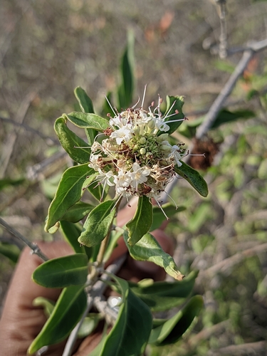 Volkameria globosa