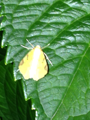 Opisthograptis luteolata