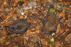 New Zealand Lesser Short-Tailed Bat photo 2
