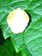 Opisthograptis luteolata