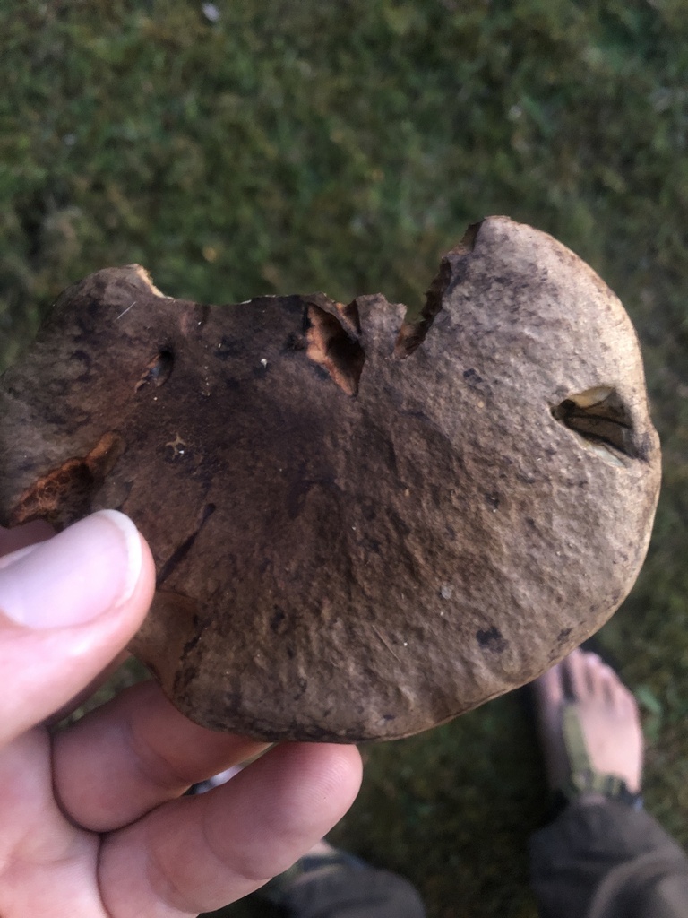 Tylopilus brunneus · January 2025 · photo: © richardlitt (iNaturalist, cc0)
