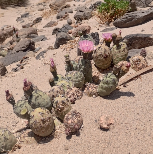 Tephrocactus geometricus