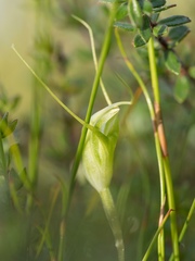 Pterostylis pedoglossa