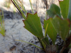 Centella tridentata hermanniifolia