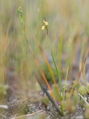 Genoplesium pumilum