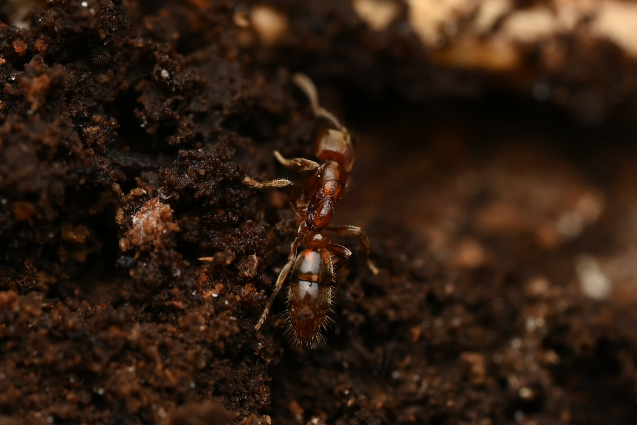 Cryptopone rotundiceps