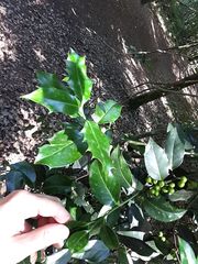 Ilex aquifolium