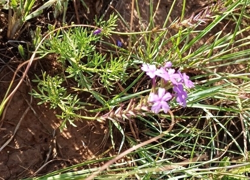 Foto de Verbena