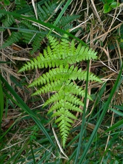 Dryopteris formosana