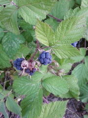 Rubus caesius