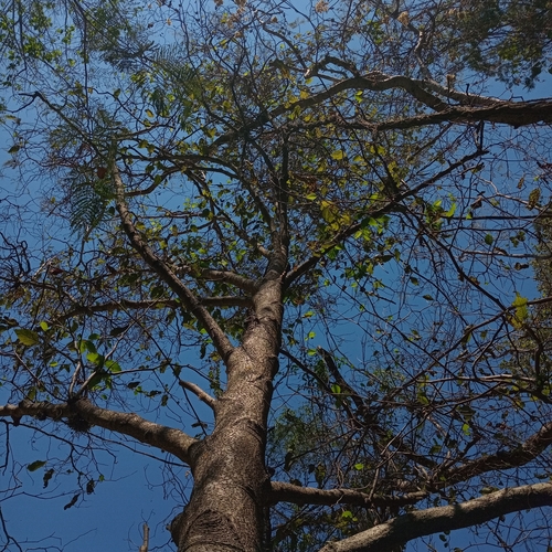 Foto de Amieiro