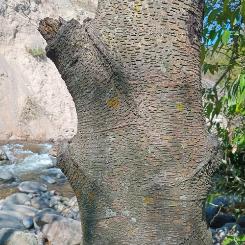 Foto de Amieiro