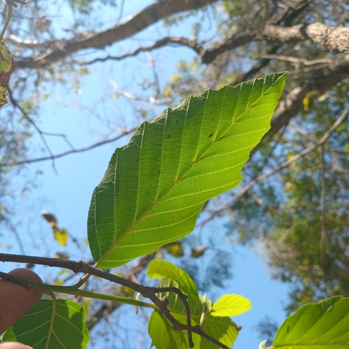 Foto de Amieiro