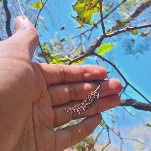 Foto de Amieiro