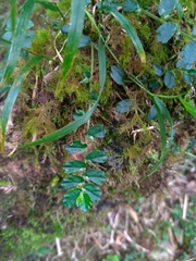 Elatostema obtusum trilobulatum