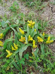 Lachenalia reflexa