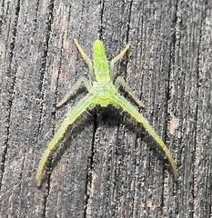 Oxytate argenteooculata