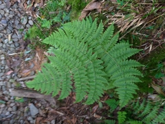 Dryopteris paleolata