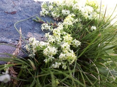 Galium megalospermum