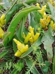 Lachenalia reflexa