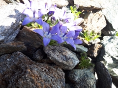 Campanula cenisia
